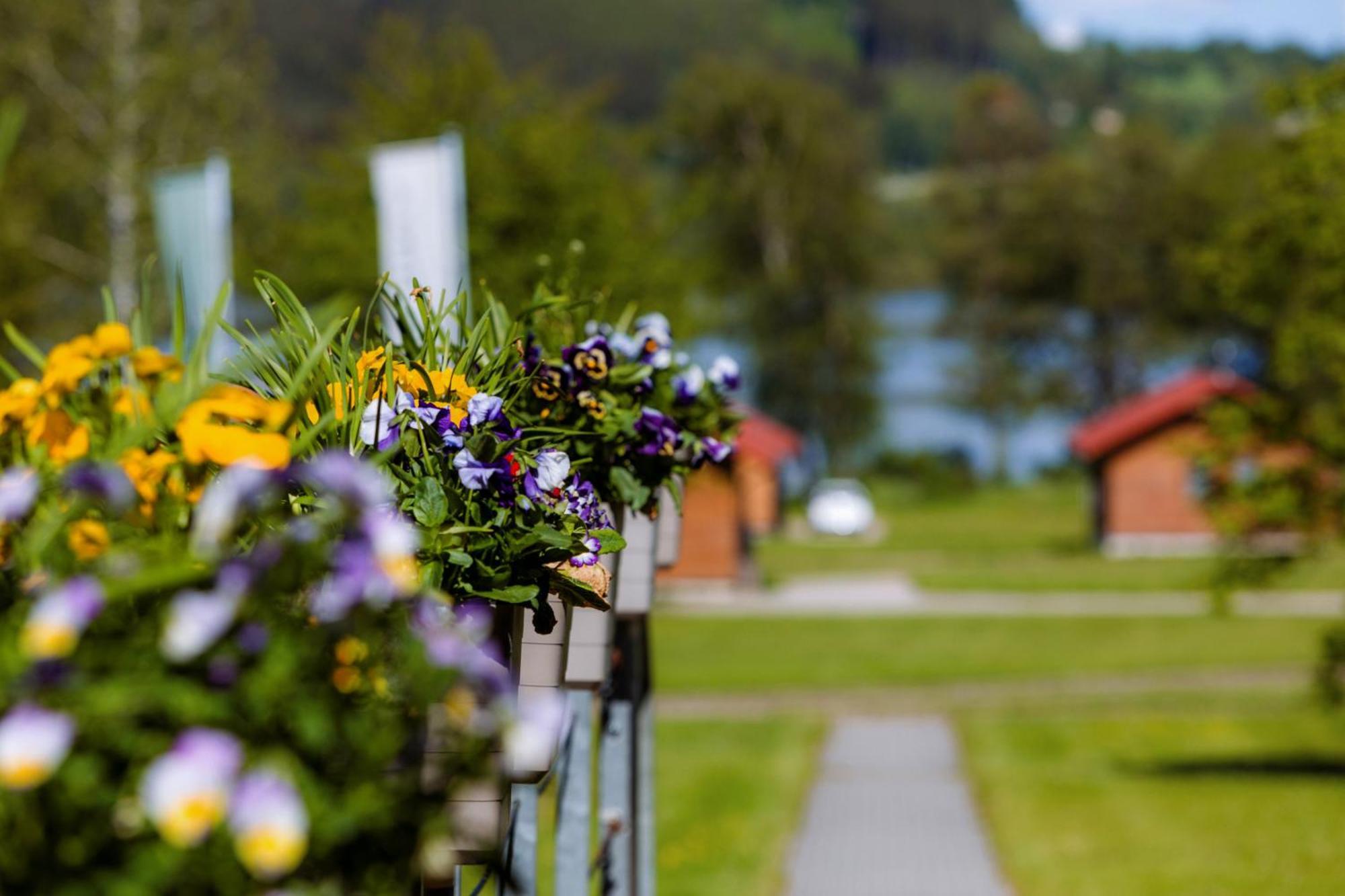 Resort Olsina Horní Planá Bagian luar foto